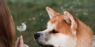 Nuova area attrezzata per cani a Venezia: la felicità dei nostri amici a quattro zampe