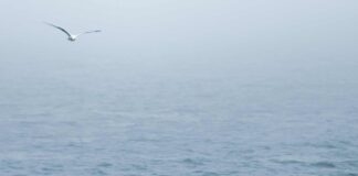 Ad aprile arriva a Jesolo ‘Arte tra mare e cielo’: la mostra collettiva di arte contemporanea più lunga d’Italia mare - plastic free