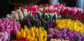 Festa di primavera: a Venezia torna il mercatino dell’artigianato creativo