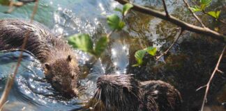 Allarme nutrie: il bando della regione Veneto per rimborsare comuni ed enti