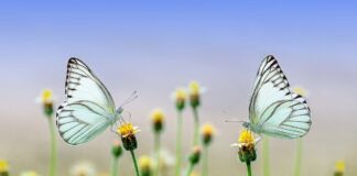 Passeggiata di primavera ai Laghi di Cinto Caomaggiore Due farfalle in un prato