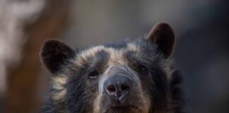 E’ morta Bahia, l’ultima orsa andina d’Italia