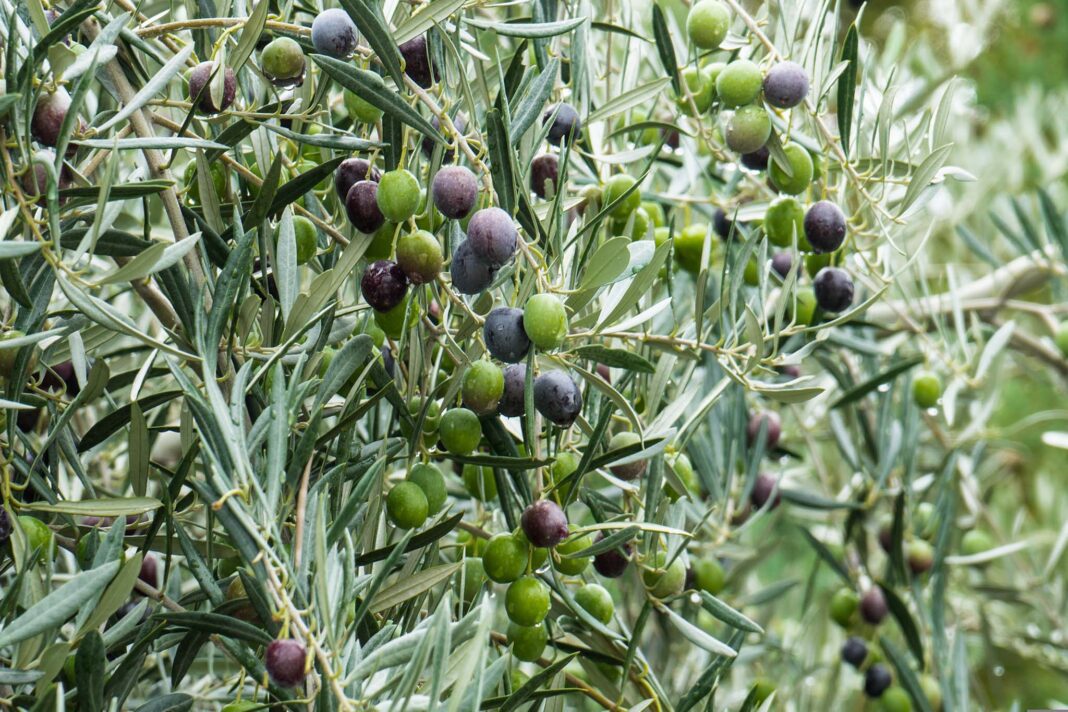 Un olivo carico di olive