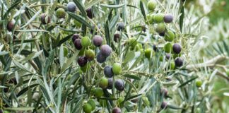 Olio e Dintorni: la manifestazione che celebra l’olio extravergine di oliva Un olivo carico di olive