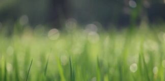 Manifestazione per la difesa del Parco di Via Valle a Portogruaro: perchè salvaguardare i polmoni verdi delle nostre città ?