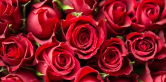 Al castello di Cordovato ci aspetta un ‘omaggio alla rosa interiore’ sabato 20 e domenica 21 maggio