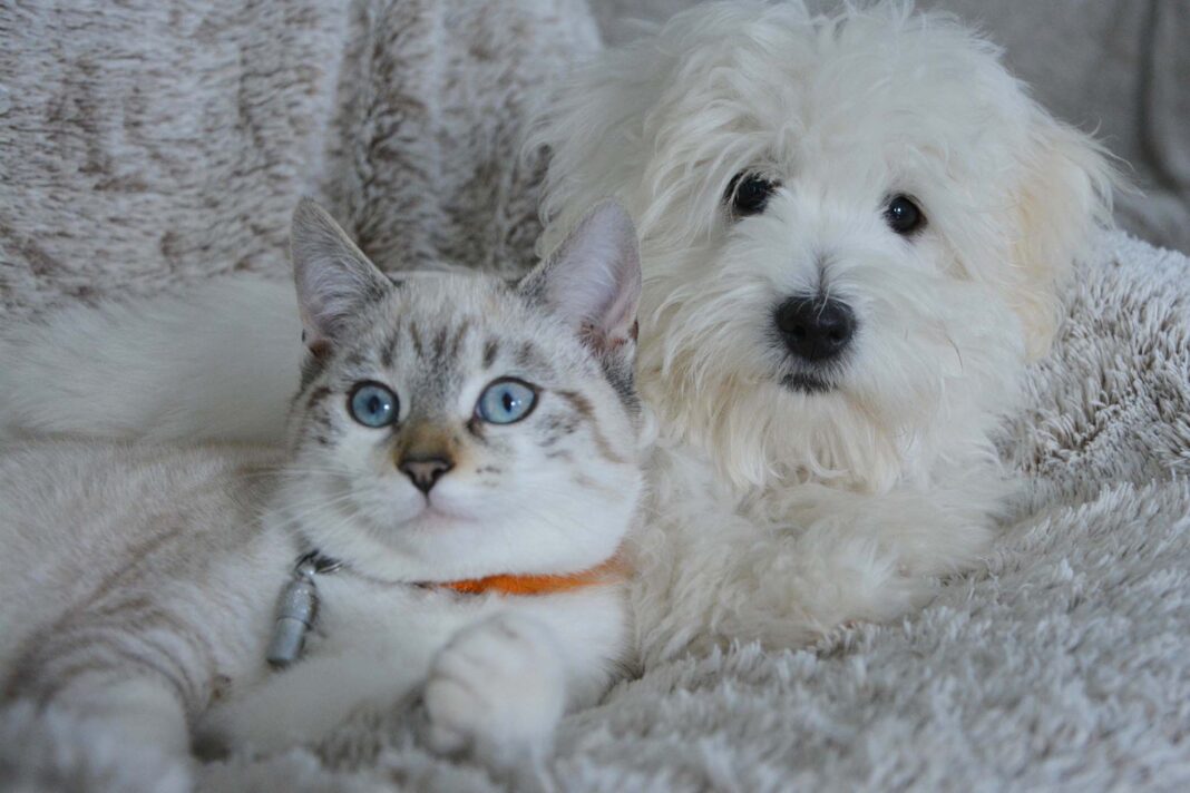 Una cane ed un gatto insieme su un divano