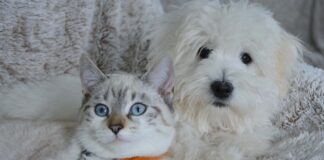 A Portogruaro torna “Pets”, l’evento dedicato agli amici a quattro zampe Una cane ed un gatto insieme su un divano