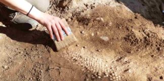 Villa Romana di Mutteron dei Frati: al via le nuove visite guidate a Bibione