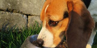 Dona la spesa: sabato 15 nei supermercati Coop per gli animali abbandonati Un cane mangia dalla ciotola