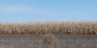 Festival Notturni 19: due imperdibili eventi a Villa Ivancich Rotolocampo