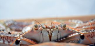 Veneto: il granchio blu infligge colpi al lavoro e alla pesca granchio blu