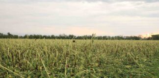 Il maltempo devasta l’agricoltura, Zaia chiede aiuti per le aziende