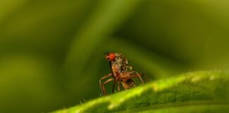 West Nile fever, in Veneto il primo caso stagionale