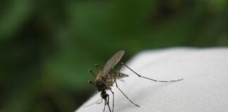 Zecche e zanzare, come proteggersi? I consigli del comune di Portogruaro