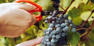 In Friuli la vendemmia la fanno i turisti Vendemmiatore