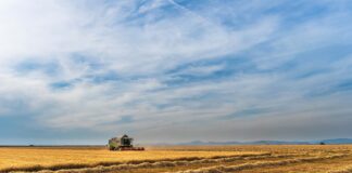 Prezzi di grano e mais in caduta libera: la preoccupazione degli agricoltori veneziani Macchina che raccoglie il grano