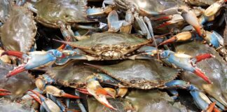 ‘Il Granchio blu è un vero e proprio cataclisma’. A rischio la produzione di vongole Granchio blu