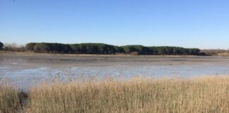 Un nucleo di conservazione dei Cavalli del Delta a Vallevecchia Vallevecchia, Cavalli del Delta