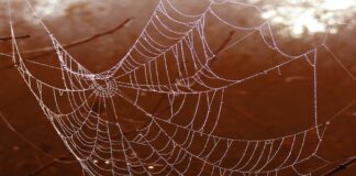 Passeggiata archeologica da brivido a Concordia Sagittaria Area archeologica, Concordia Sagittaria, Halloween, ragnatela