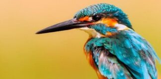 Aves Expo 2023: straordinari esemplari di volatili a Caorle Aves Expo, Caorle, volatili, uccelli