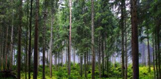 La Città metropolitana di Venezia sul podio per numero di nuovi alberi piantati Una foresta di abeti