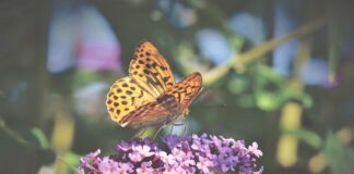 Nasce una nuova associazione: Amici del Giardino Botanico di Portogruaro Una farfalla su un fiore