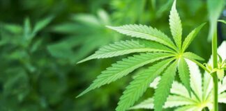 CBD Shop, i punti vendita sempre più di tendenza