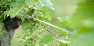 La Regione del Veneto leader nella Dop economy italiana Uva, DOP, IGP, agricoltura, Veneto