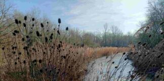 ‘Tra rami e riflessi’ si svela il Bosco delle Lame Bosco delle Lame