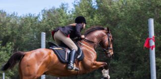 Fossalta di Portogruaro: concorsi di equitazione alla Scuderia Equipolis Tiziana Equitazione, Fossalta