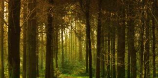 ‘Il Segreto del Bosco Vecchio’: musica e lettura a San Donà Il Segreto del Bosco Vecchio