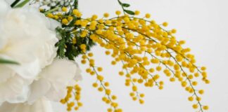 Giornata Internazionale della Donna: le iniziative a Portogruaro Giornata Internazionale della Donna, Portogruaro, mimose