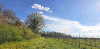 ‘Il Sentiero delle Erbe’ a Lison: un pomeriggio di aromi e natura Lison, vigne, Villa Bogdano 1880