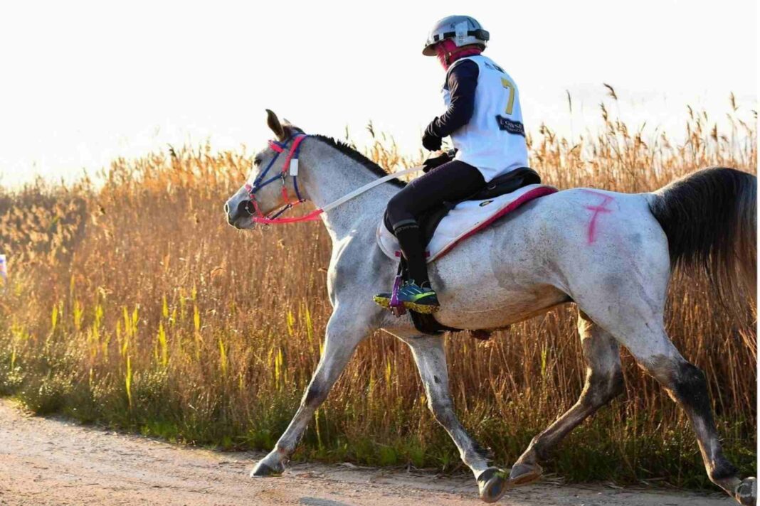 Endurance equestre, Trofeo Brussa, cavallo