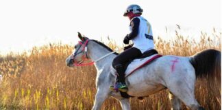 III° Trofeo Brussa – Città di Caorle: due giornate di endurance equestre Endurance equestre, Trofeo Brussa, cavallo