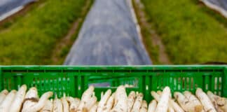 L’asparago bianco e l’olivello spinoso protagonisti del bianco weekend a Bibione Bianco weekend: asparagi a Bibione