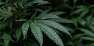 Benefici del CBD: cosa dice la scienza Benefici del CBD