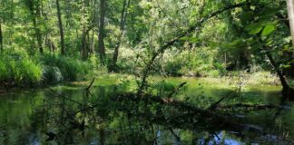 Alla scoperta dei Magredi del Cellina e delle Risorgive del Vinchiaruzzo con AlberiAmo Risorgive del cellina Meduna