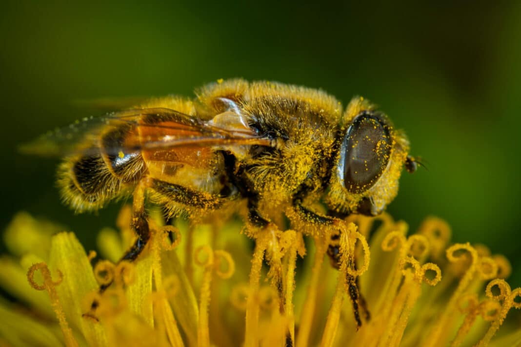 dettaglio di ape impollinatrice