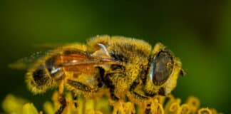 Incontro a San Vito al Tagliamento su Agricoltura e Apicoltura per un Futuro Sostenibile dettaglio di ape impollinatrice