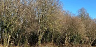 Appuntamento a Villa Bogdano e il Bosco di Lison con “FAI un giro in Villa” Alberi di bosco di pianura