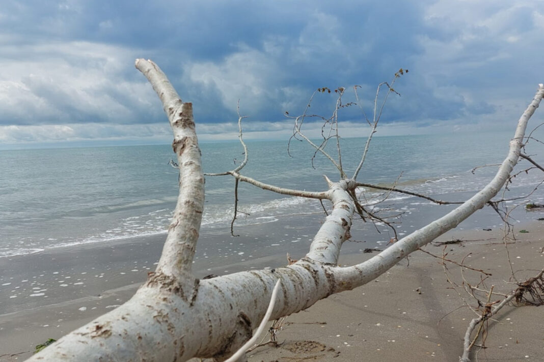 spiaggia Brussa con ramo