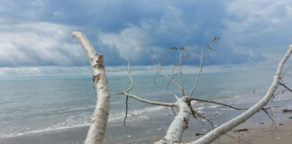 Puliamo la spiaggia della Brussa, un evento di attivismo civico a Vallevecchia di Caorle spiaggia Brussa con ramo