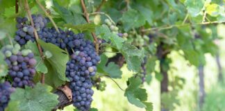 Il Raboso Piave, un gioiello nascosto nella tradizione vitivinicola veneta