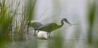 Annone Veneto celebra la bellezza dell’avifauna locale con la mostra “Ritratti con le ali” gruppo di tre aironi dietro canne in uno stagno