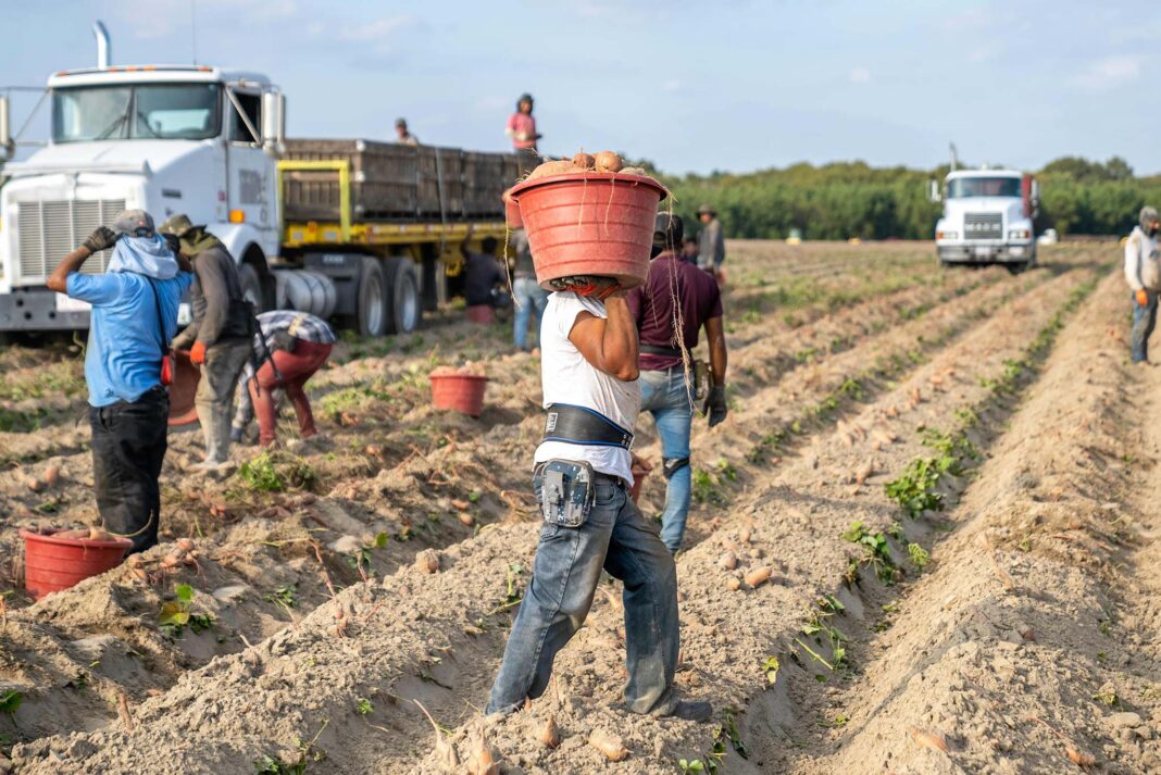 persone che lavorano i campi