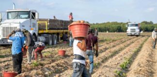 Al via tre progetti di cultura della legalità in Veneto per il 2024-25 persone che lavorano i campi