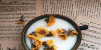 Be Heart Festival 2024: WOR(L)DS – Parole e Mondi a Latisana piatto con latte e fiori su sfondo di spartiti musicali