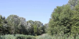 Un Bagno di Foresta nel Bosco delle Lame Bosco delle Lame